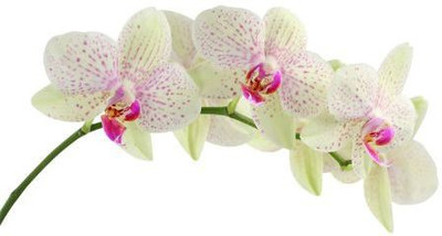 73% OFF on Beautiful Orchid Flower Photographic Paper