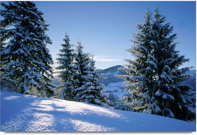 34% OFF on Amy 3D Pine Winnter Forest Paper Print 34% OFF on Amy 3D Pine Winnter Forest Paper Print