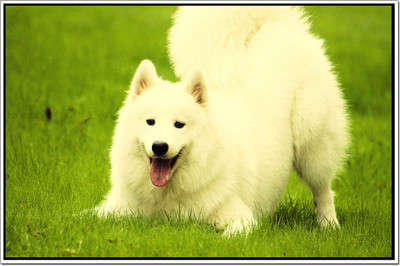 50% OFF on Dogs Poster Paper Print 50% OFF on Dogs Poster Paper Print