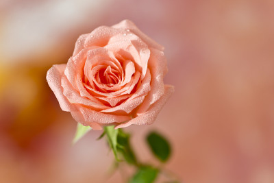 50% OFF on Rose close-up Paper Print 50% OFF on Rose close-up Paper Print