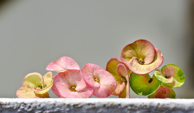 50% OFF on Colourful Flowers Canvas Art