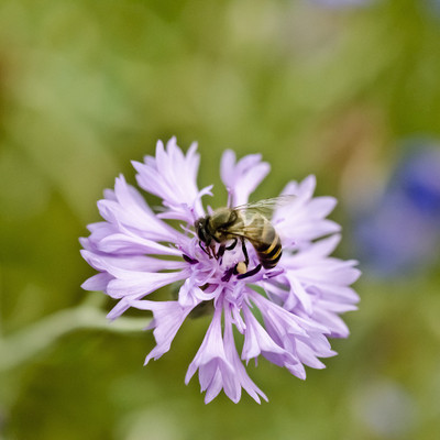 50% OFF on Colourful Flowers 101 Paper Print