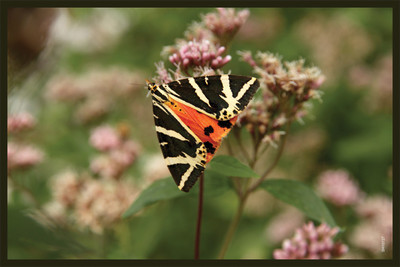 16% OFF on Shopisky Butterfly Flower Summer Insect Macro Nature Close Paper Print