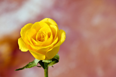 50% OFF on Rose close-up Paper Print