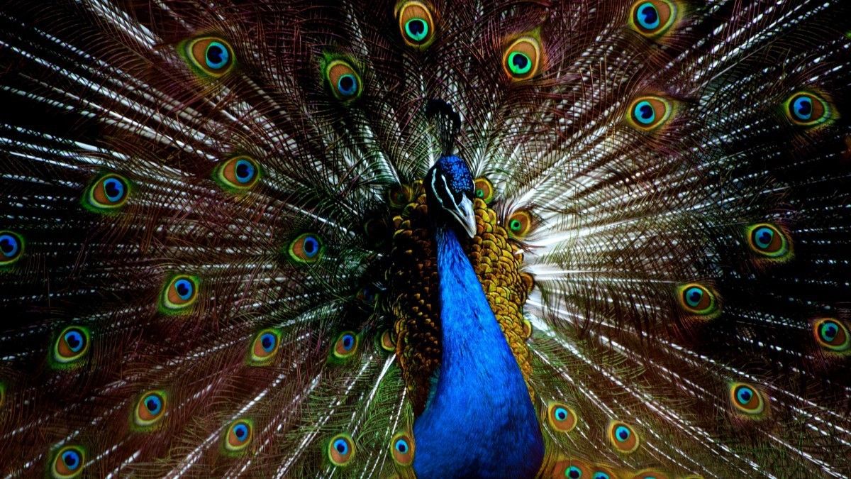 42% OFF on Peacock Paper Print 42% OFF on Peacock Paper Print