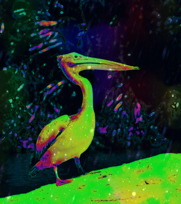 50% OFF on Pelican 06 , Canvas Art