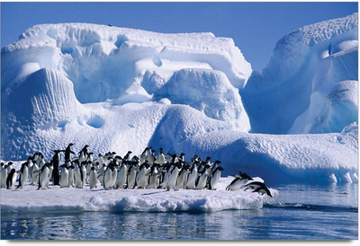 75% OFF on Amy Antartica Penguin Cute Little 3D Poster 75% OFF on Amy Antartica Penguin Cute Little 3D Poster