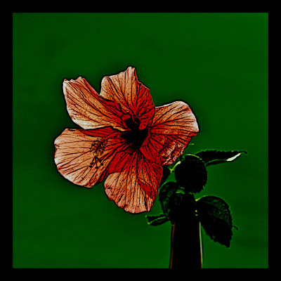 50% OFF on Hibiscus in Canvas Art