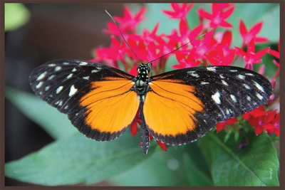 16% OFF on Shopisky Butterfly Animal Insect Flowers Paper Print