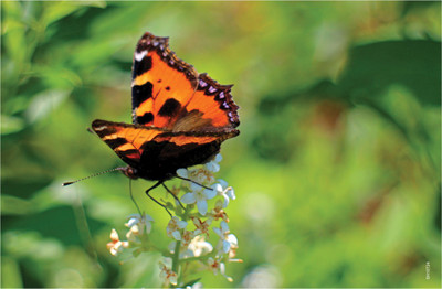 16% OFF on Shopisky Little Fox Butterflies Color Edelfalter Paper Print