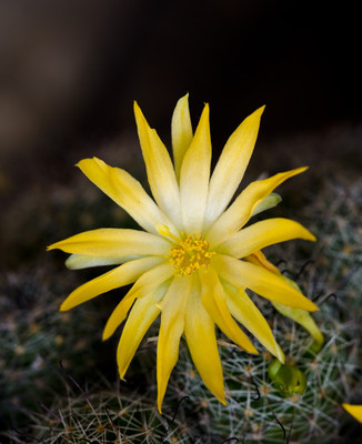 50% OFF on Colourful Flowers 48 Paper Print