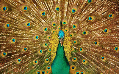 71% OFF on Artmagik Peacock Poster Fine Art Print
