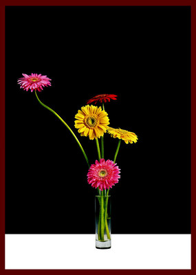 Gerbera in Paper Print