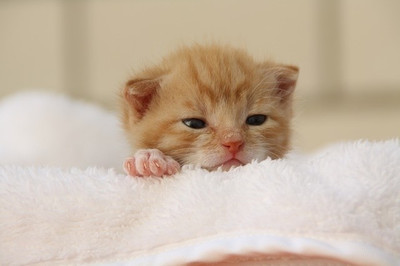 16% OFF on Cute Cat With Sparkling Eyes Poster Paper Print 16% OFF on Cute Cat With Sparkling Eyes Poster Paper Print