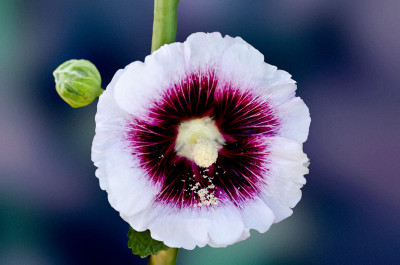 50% OFF on Hollycocks 01 , Paper Print 50% OFF on Hollycocks 01 , Paper Print