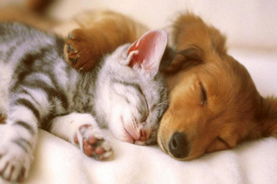 62% OFF on Cat And Dog Poster Photographic Paper 62% OFF on Cat And Dog Poster Photographic Paper