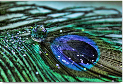 50% OFF on Peacock Feather with Rain Drop Paper Print