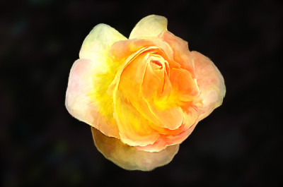 50% OFF on Colourful Flowers Paper Print 50% OFF on Colourful Flowers Paper Print