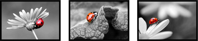 46% OFF on 3 Lady Bug High Quality Posters Photographic Paper