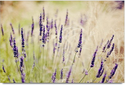 34% OFF on Amy Beautiful Lavender Flower Paper Print 34% OFF on Amy Beautiful Lavender Flower Paper Print