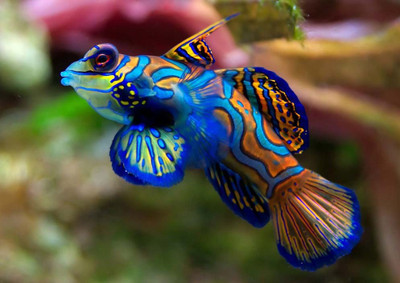 30% OFF on Fish Fine Art Print