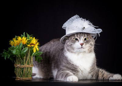 47% OFF on Cat with Flower Fine Art Print 47% OFF on Cat with Flower Fine Art Print