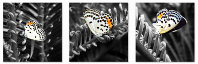 33% OFF on Spotted butterfly Fine Prints Fine Art Print