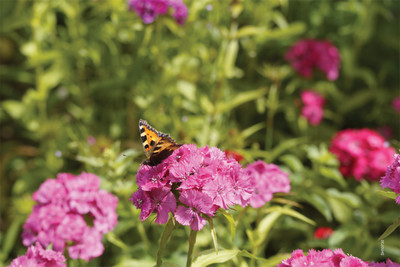 16% OFF on Shopisky Pussy Toes Everlasting Flowers Garden Butterfly Paper Print