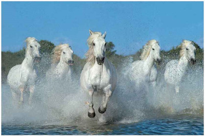 Montage - The Beautiful Five Fine Art Print Montage - The Beautiful Five Fine Art Print