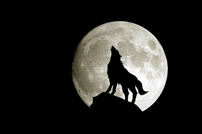 62% OFF on Wolf In Night Poster Photographic Paper