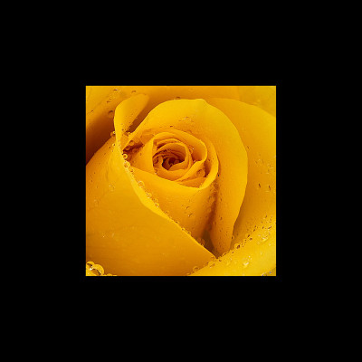 50% OFF on Yellow Rose Paper Print