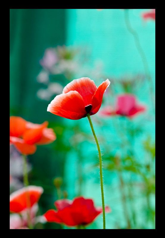 50% OFF on Poppies 02 Canvas Art