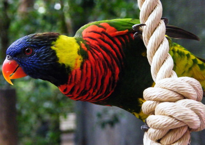 33% OFF on Colorful Parrot Fine Art Print 33% OFF on Colorful Parrot Fine Art Print