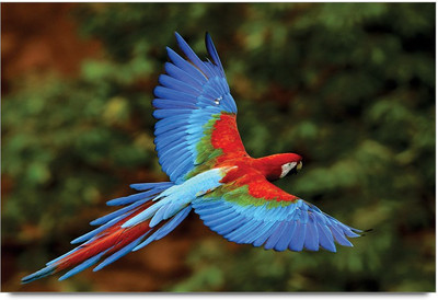 34% OFF on Amy Beauy Parrot Flying 3D Poster