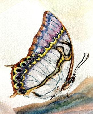 81% OFF on meSleep buterfly Canvas Pianting without Frame Canvas Art