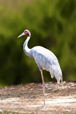 50% OFF on At rest Paper Print