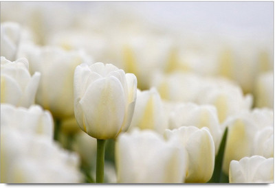 34% OFF on Amy Beautiful White Tulip Flowers Paper Print