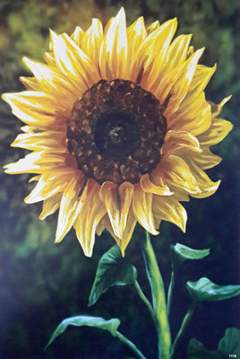 60% OFF on Flower Image FCS Paper Print