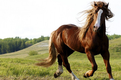 50% OFF on Brown Horse Poster Paper Print