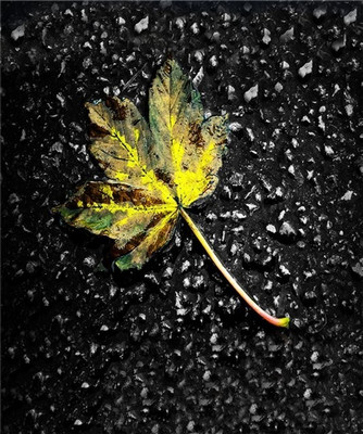 3% OFF on Wonder Images Black and Yellow Autumn Leaf Canvas Art Canvas Art