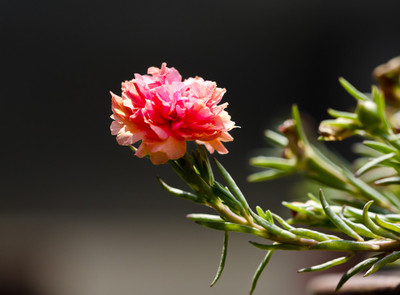 50% OFF on Colourful Flowers 47 Paper Print