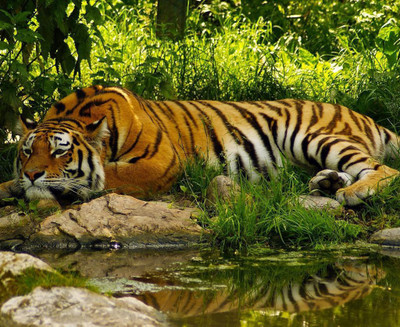 79% OFF on Painting Without Frame - Tiger Art Canvas Art