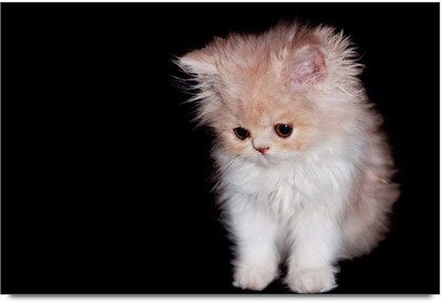 75% OFF on Amy Little Cat Cute 3D Poster 75% OFF on Amy Little Cat Cute 3D Poster