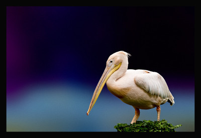 50% OFF on Pelican 02 Canvas Art 50% OFF on Pelican 02 Canvas Art