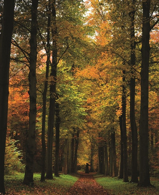 77% OFF on Painting Without Frame - Forest Canvas Art