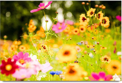 34% OFF on Amy Beautiful Colorful Flowers Paper Print