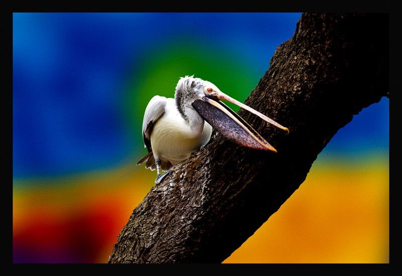 50% OFF on Pelican 05 Canvas Art 50% OFF on Pelican 05 Canvas Art