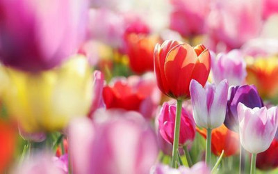 50% OFF on Spring Flowers Tulips Photographic Paper