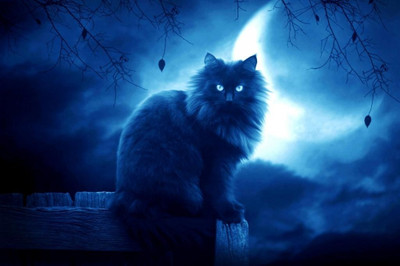 62% OFF on The Mysterious Night Cat Poster Photographic Paper