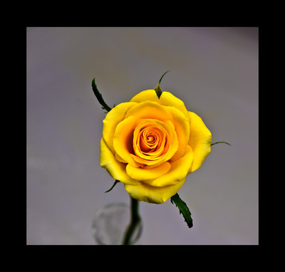 50% OFF on Rose Yellow Paper Print